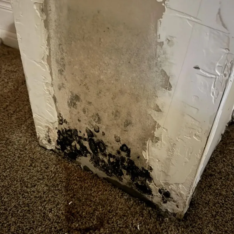 Professional Mold Removal in Green Hill, TN